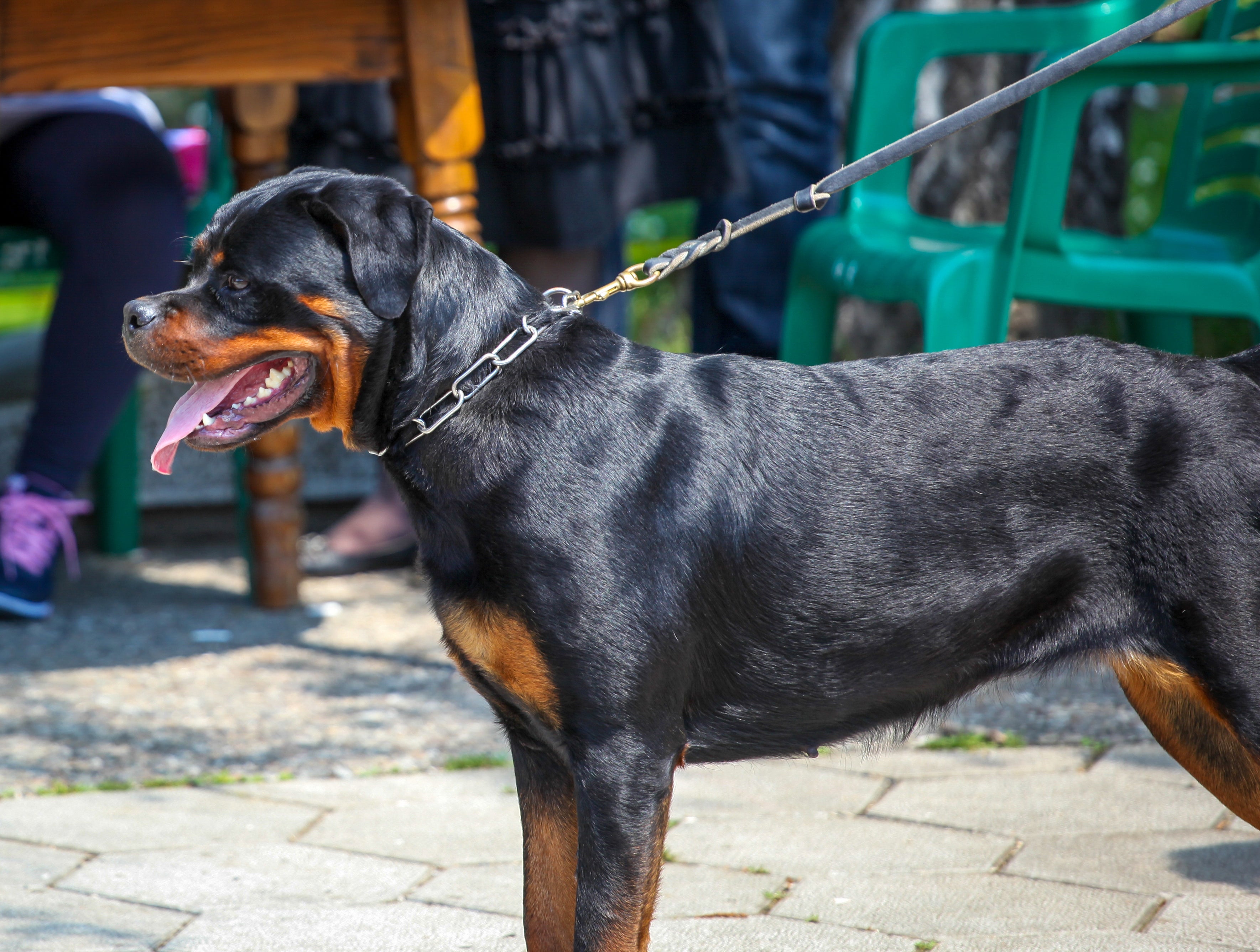 A guia de couro é uma das mais indicadas para passear com cachorro grande