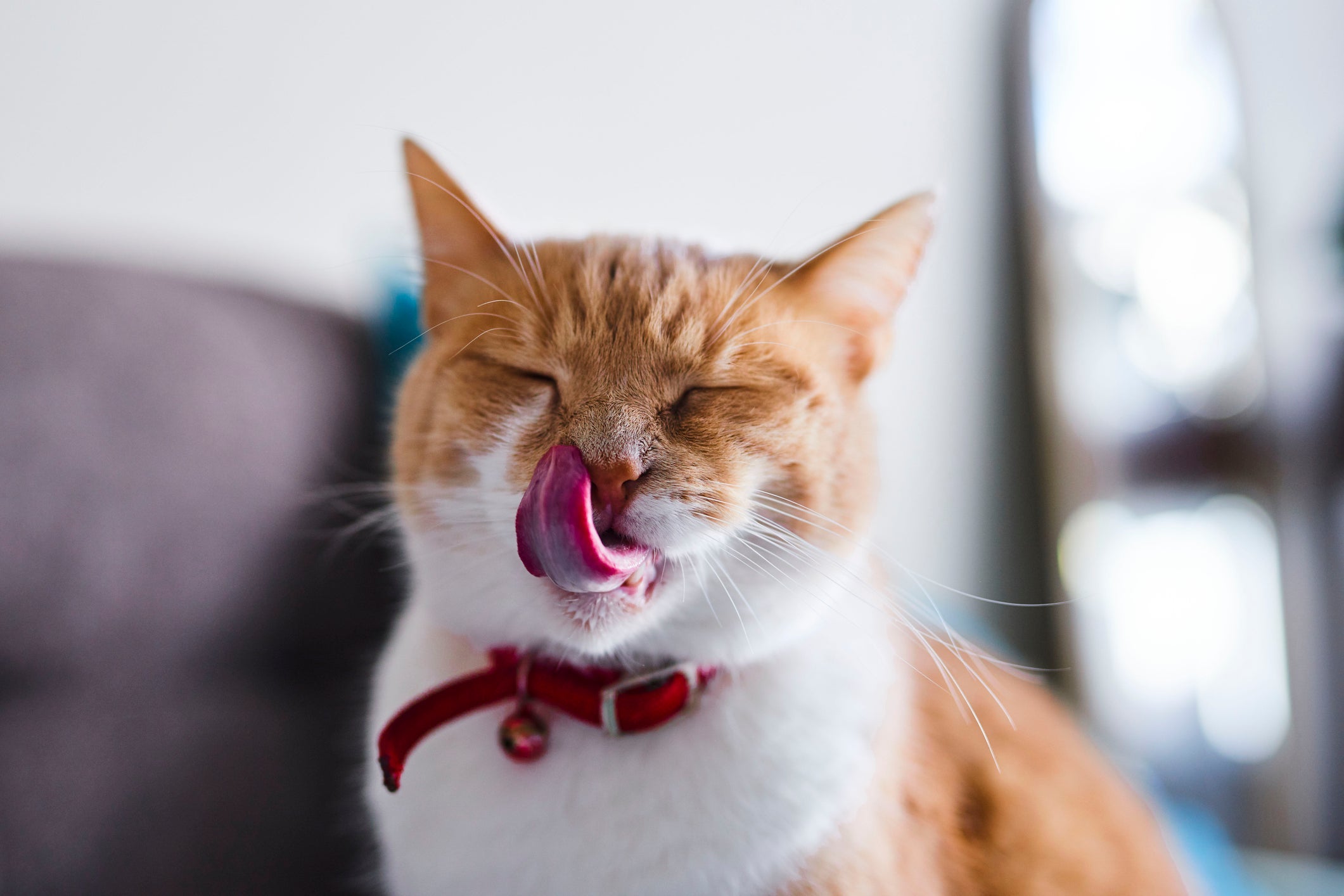 O guizo para gatos é o erro que deixa os bichanos furiosos 