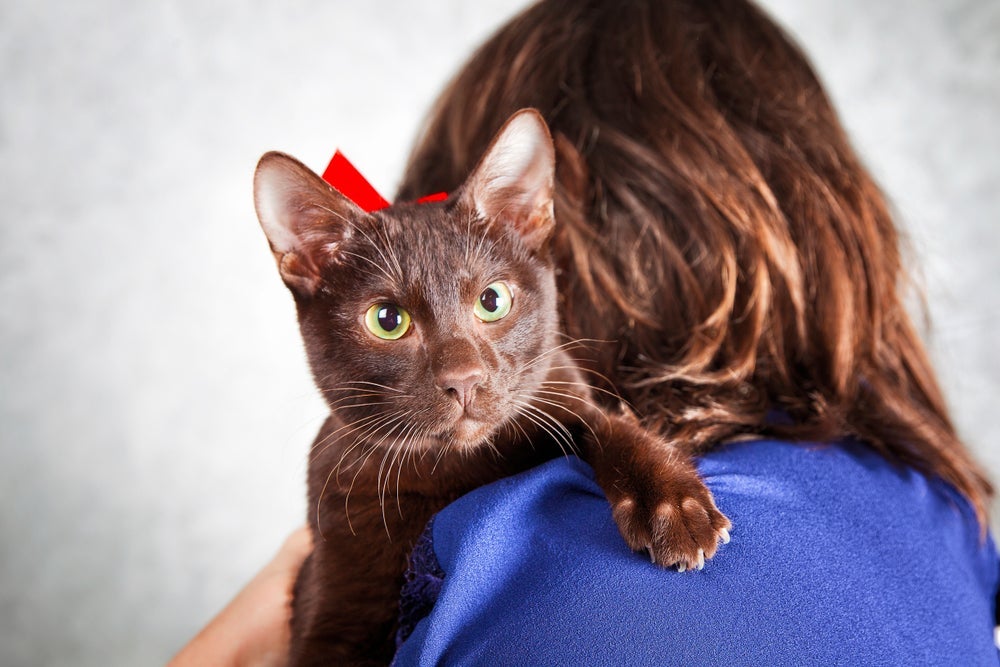O gato Havana Brown adora interagir com a família