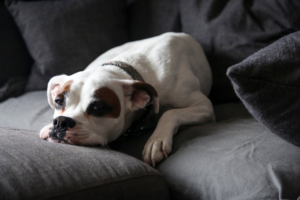 Hepatite canina têm os mesmos sintomas, independentemente do tipo