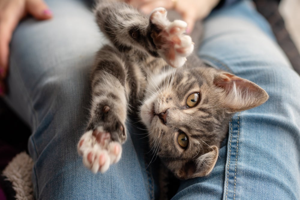 A hepatite felina pode ter causas variadas