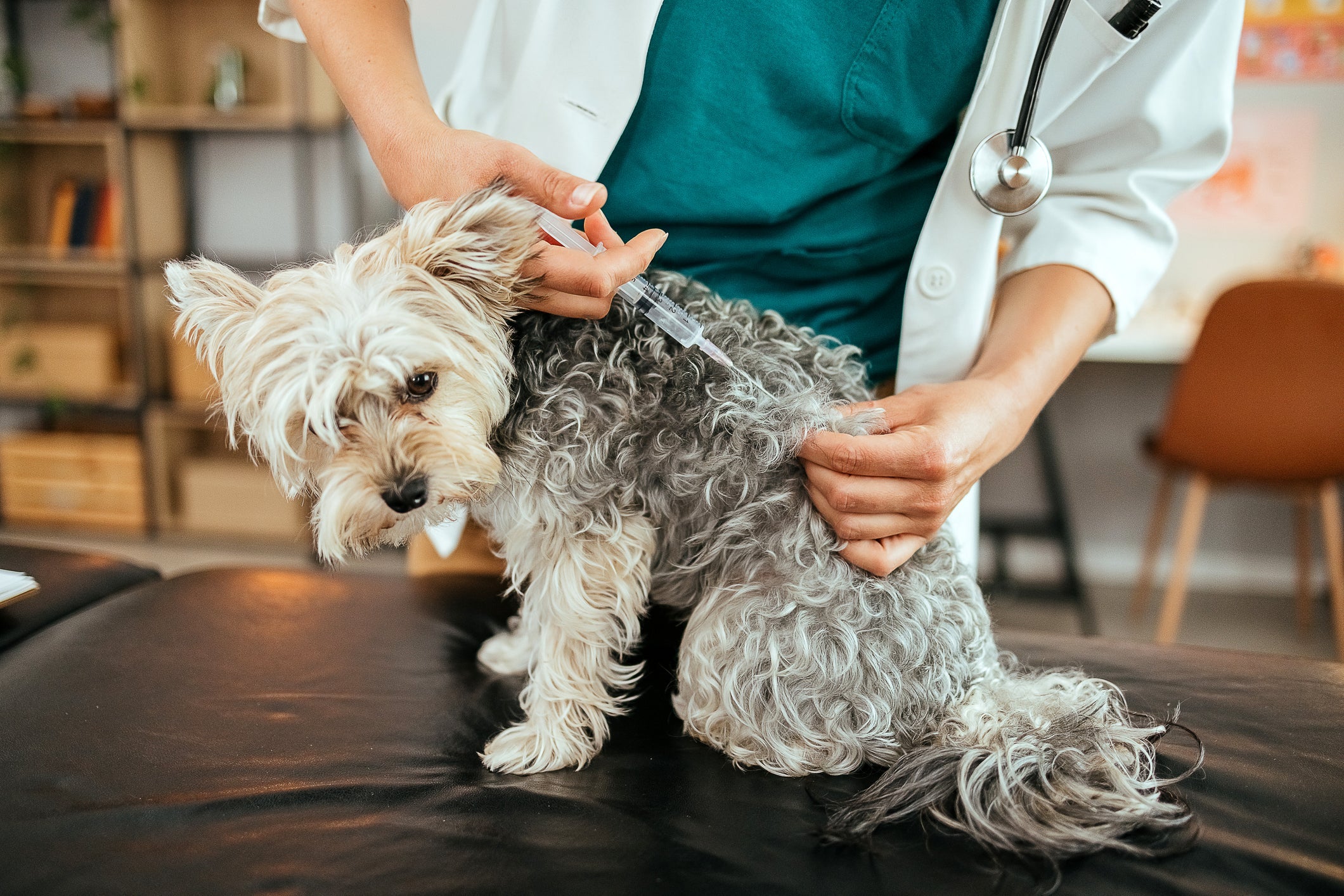 A forma mais eficaz de prevenir a hepatite canina é com a vacinação
