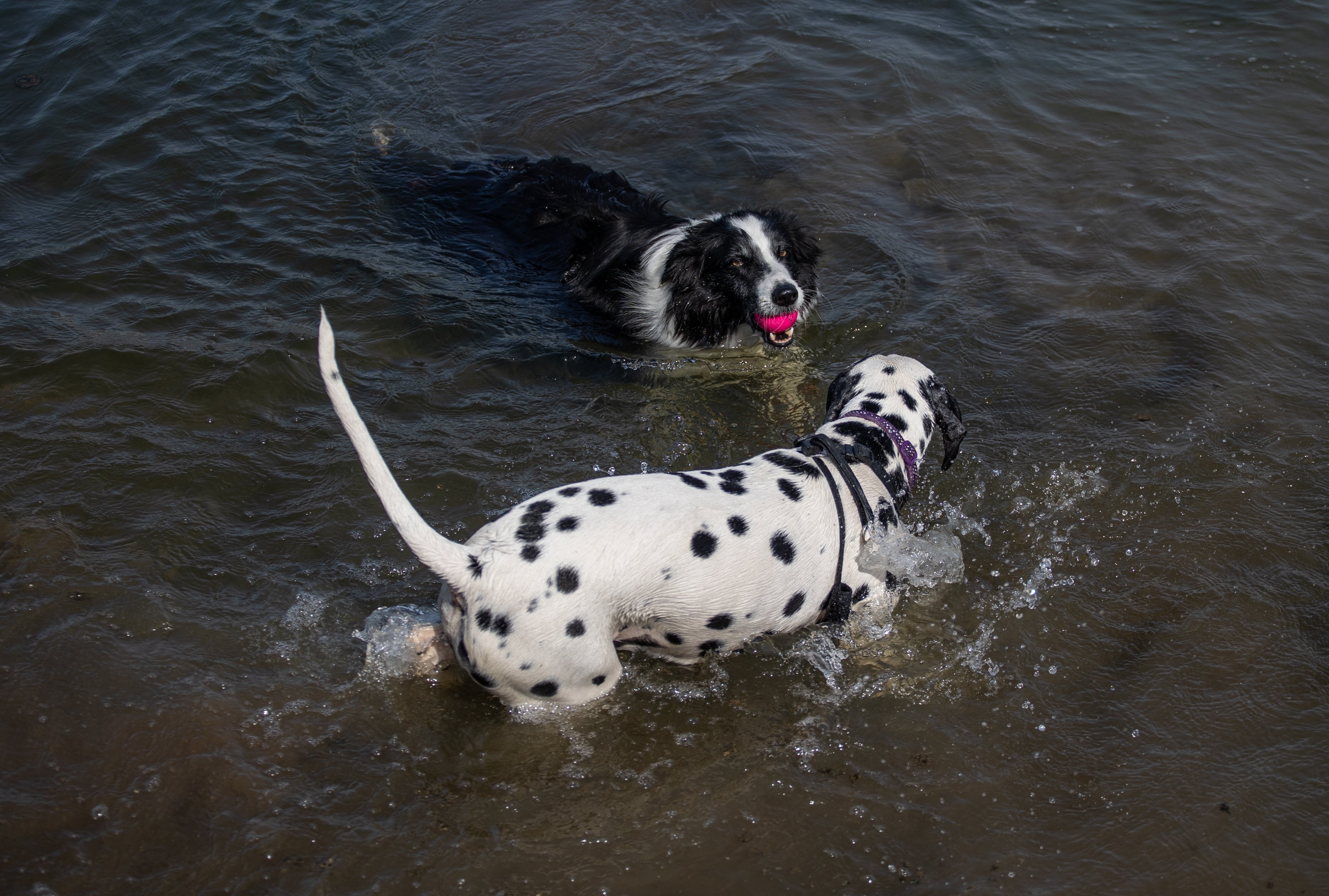 Cachorro com heterocromia: Dálmata e Border Collie também podem nascer com a condição genética