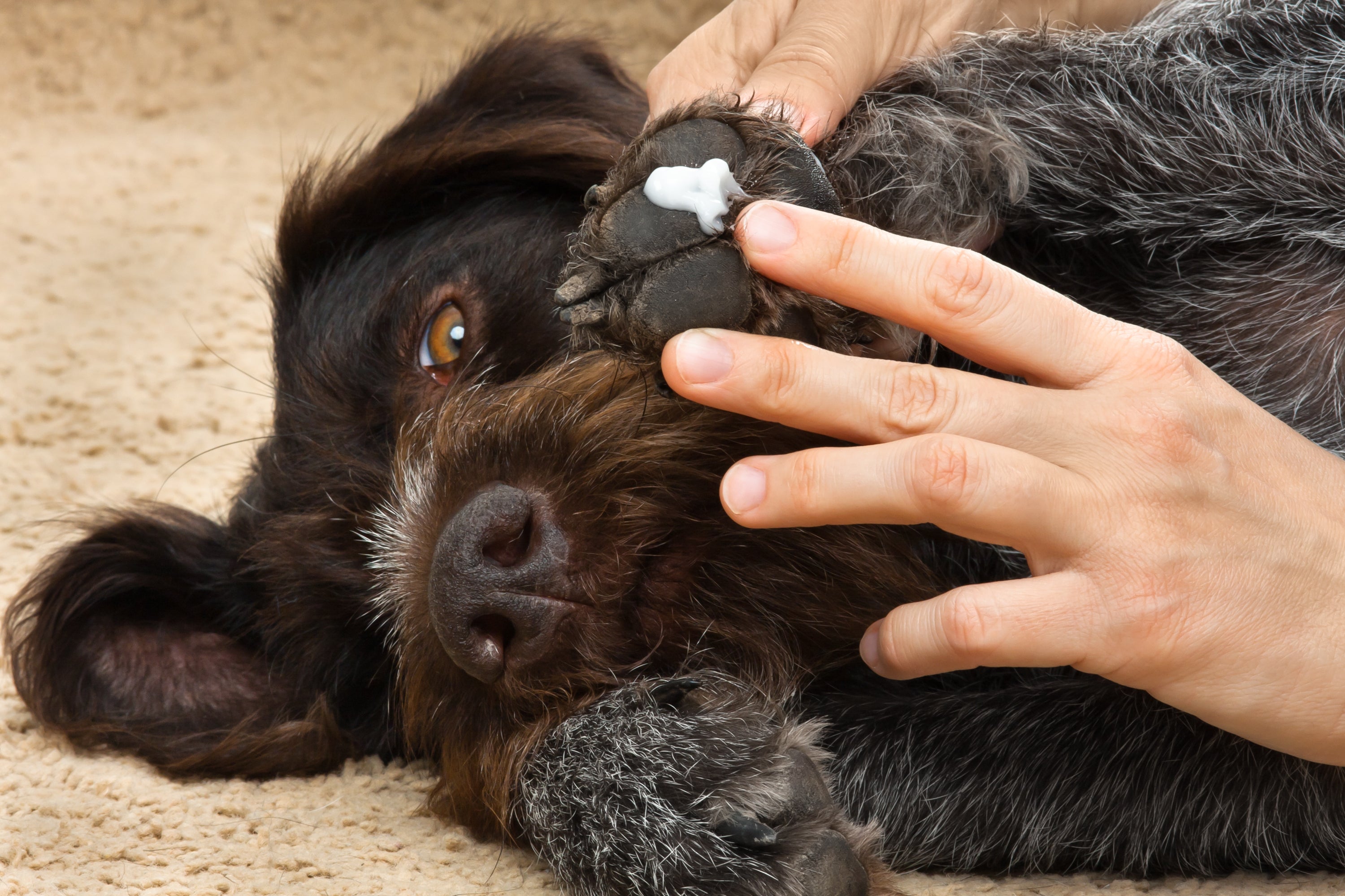 Hidratante para pata de cachorro mantém as almofadinhas hidratadas