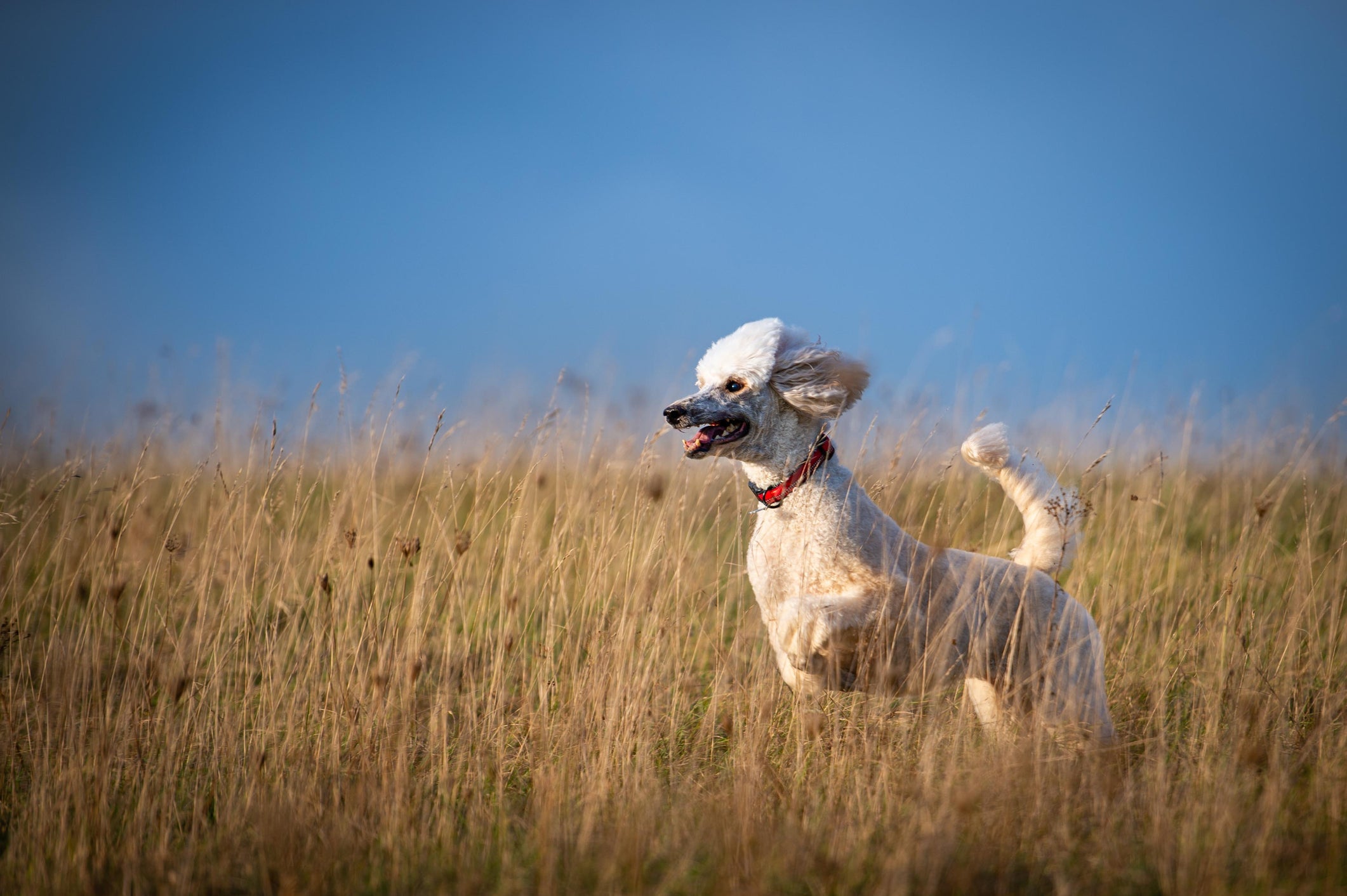 O Poodle é uma das raças com predisposição para ter hiperadrenocorticismo