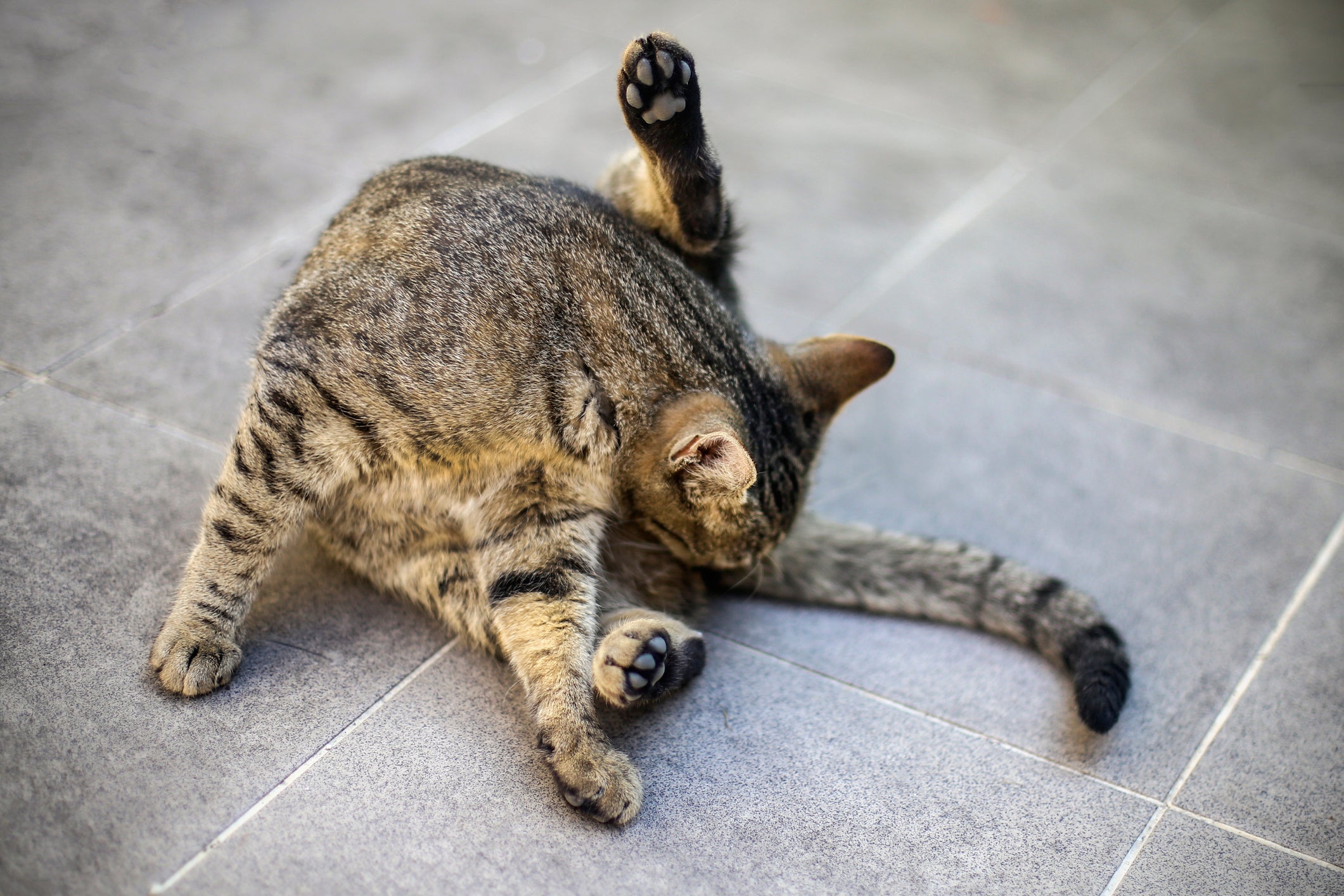 Hiperestesia felina: lamber excessivamente a região lombar, anal e cauda é um dos sintomas da doença