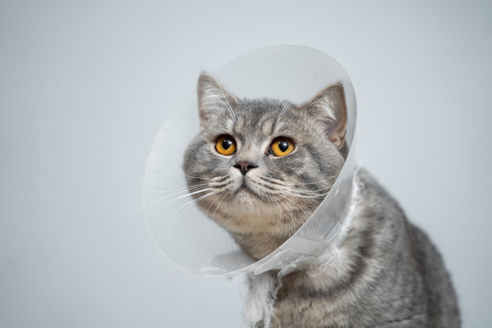 A castração de gata é fundamental no tratamento e prevenção da hiperplasia mamária