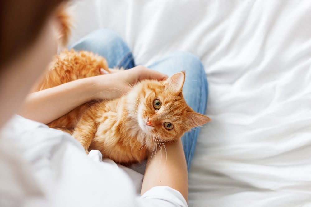 Hiperplasia mamária felina: o aumento do volume das mamas é um dos principais sintomas da doença