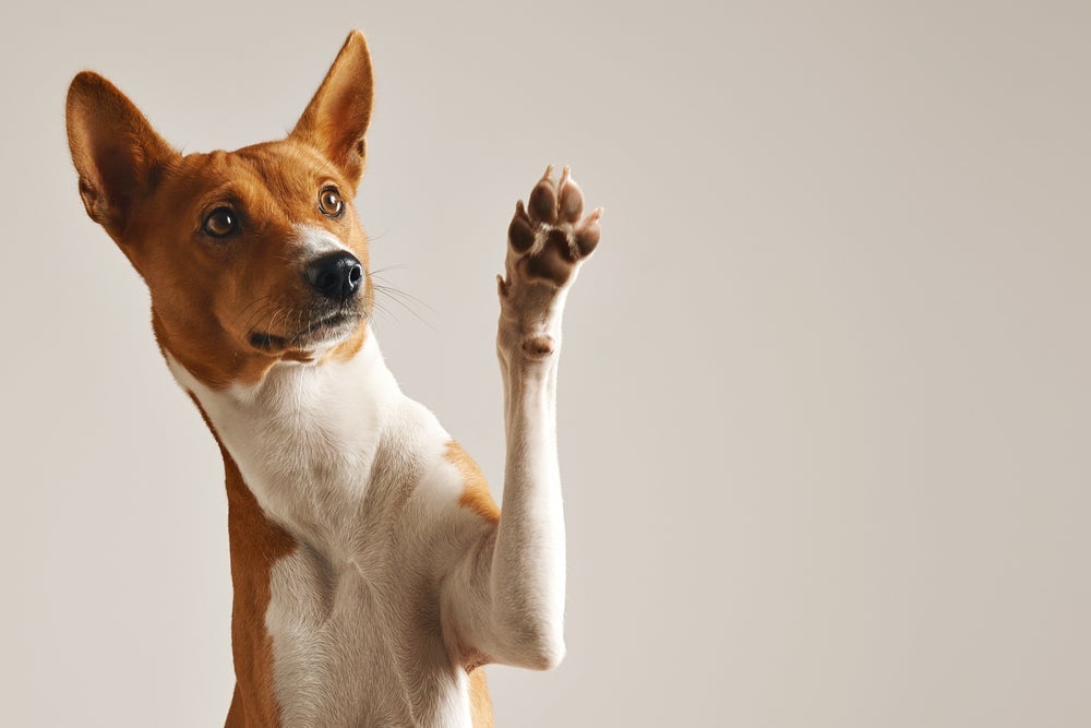 O calo no cotovelo do cachorro pode inflamar caso não seja tratado