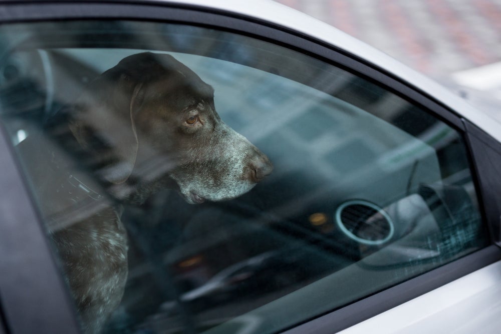 O cachorro no carro pode sofrer com hipertermia, que leva a desidratação e afeta a circulação do sangue