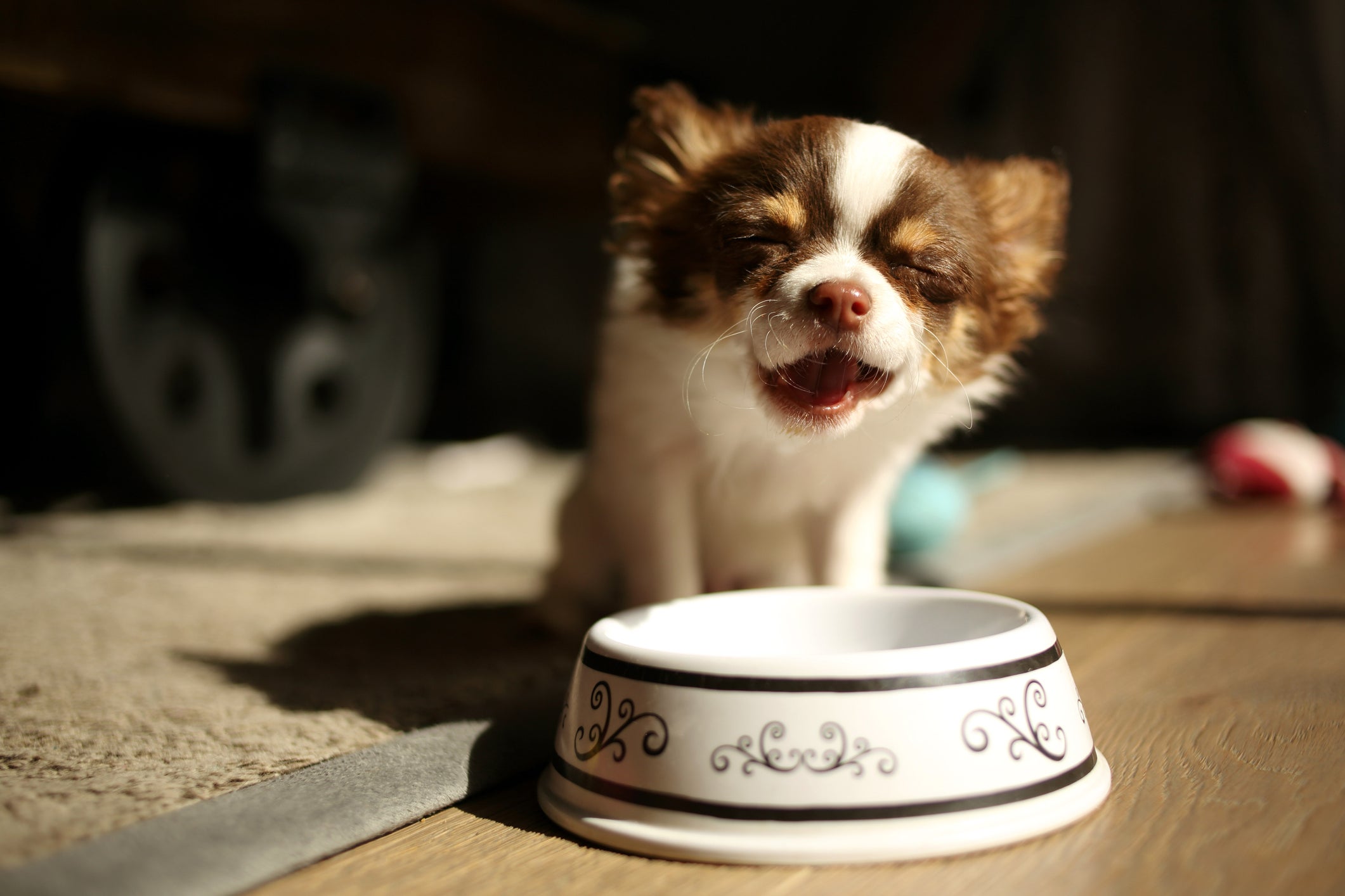 Hipoglicemia em cães filhotes acontecem com mais frequência