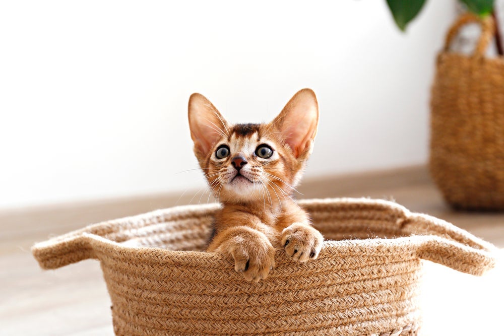 Hipoplasia cerebral: gatos apresentam falta de equilí­brio a partir de três semanas de vida