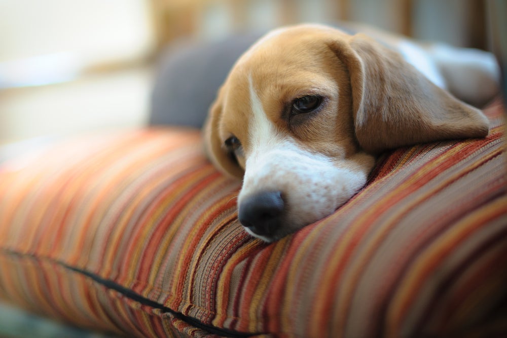 O hipotireoidismo canino é provocado por uma desregulação hormonal.