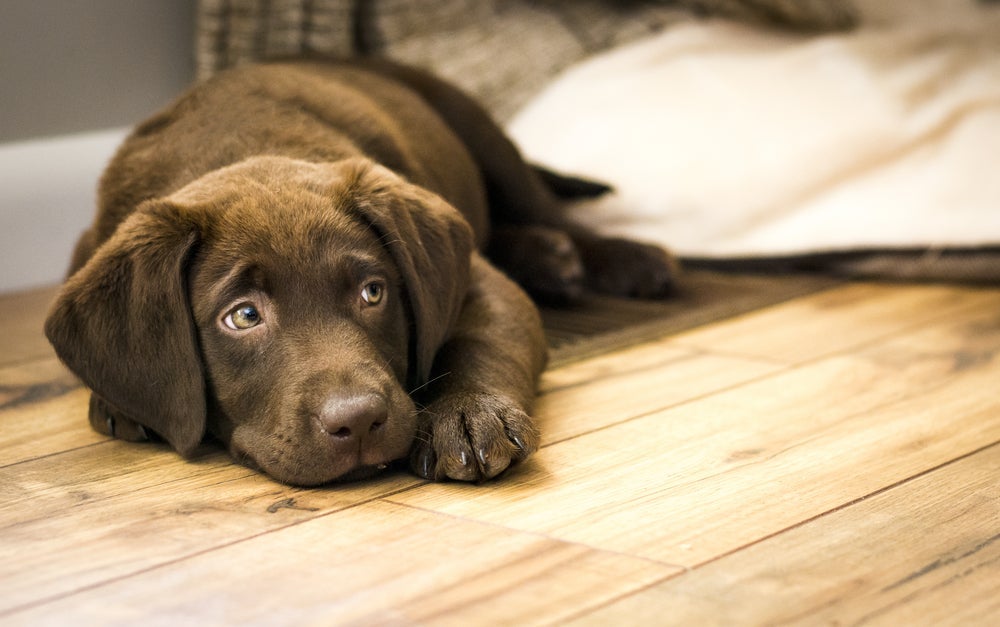 Entre os sintomas do hipotireoidismo canino, estão: ganho de peso, letargia e mais!