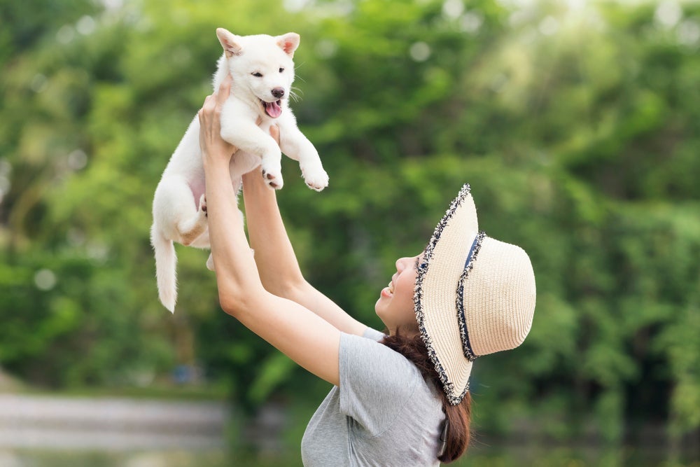 O cão Hokkaido filhote é cheio de energia e precisa de uma alimentação apropriada