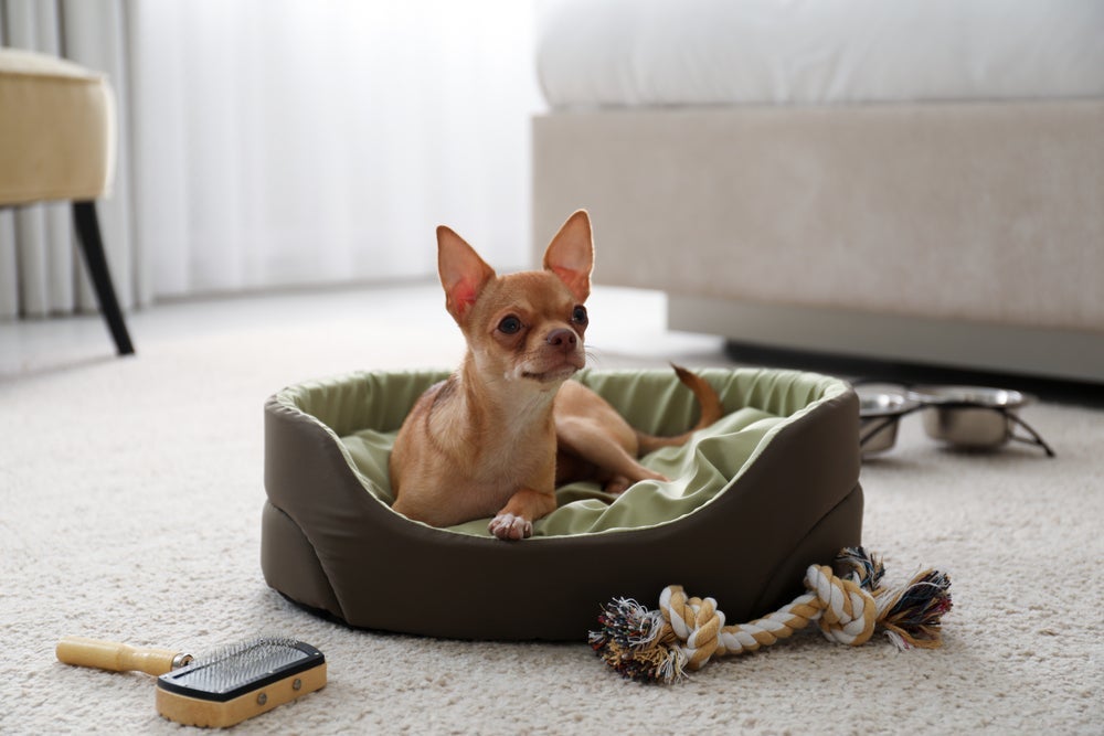 Com pet sitter, o cachorro pode ficar mais confortável em casa