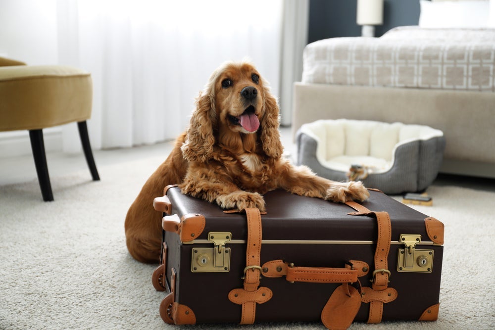 Em um hotel para cachorro, ter uma peça de roupa do dono ameniza a saudade do pet.