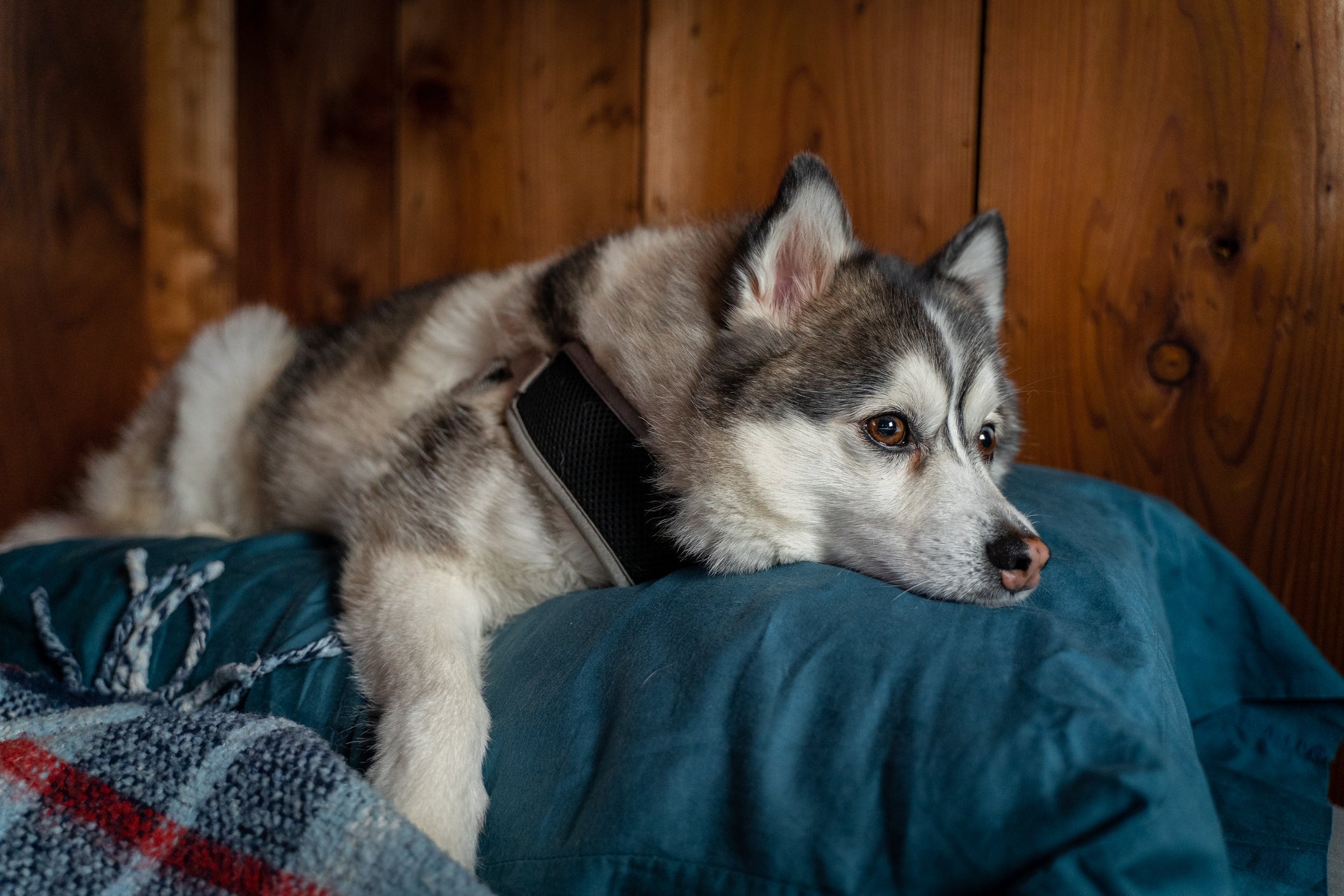 Uma das raças de cachorro que parecem lobo é o Husky Siberiano