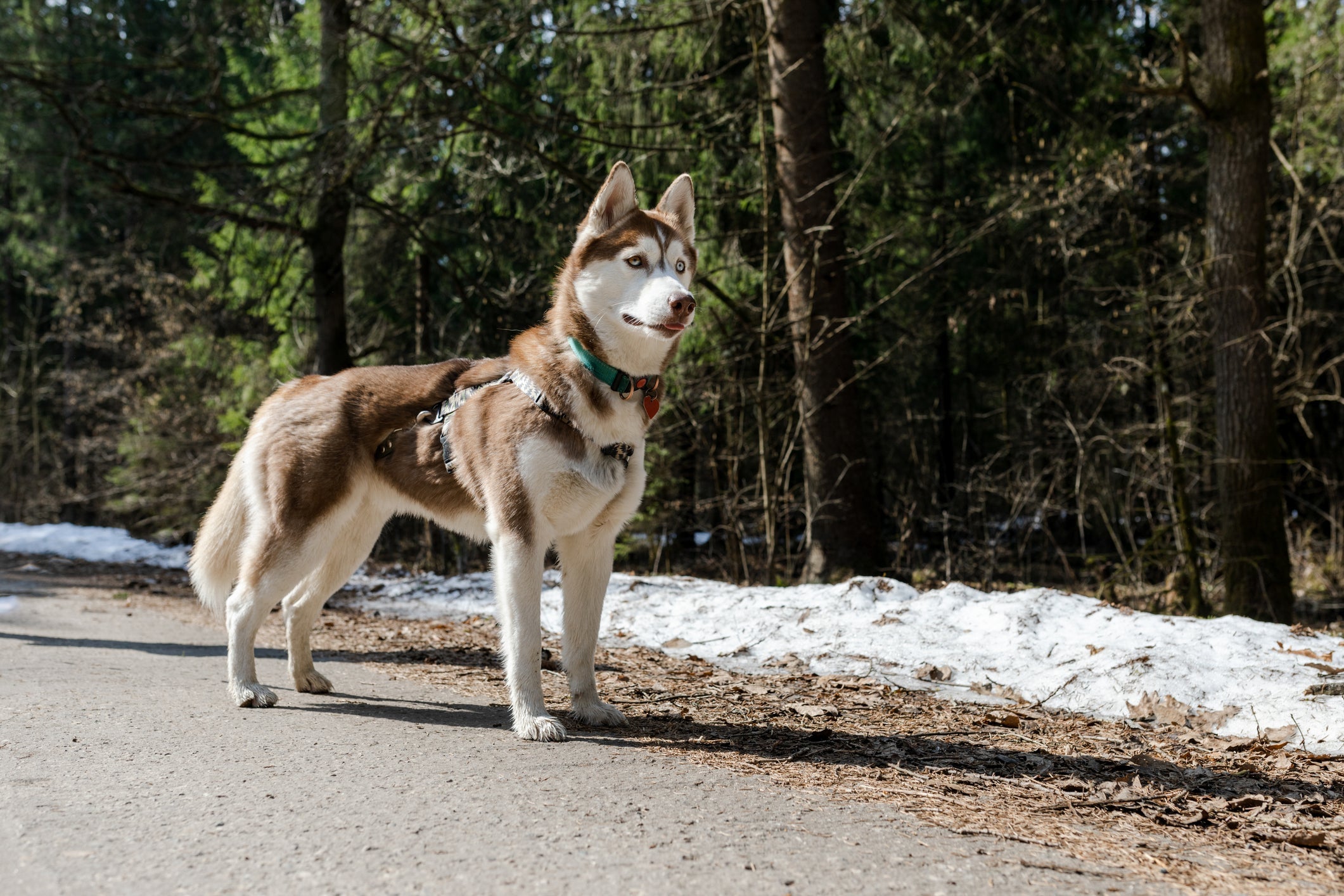 O Husky Siberiano sente dificuldade em obedecer