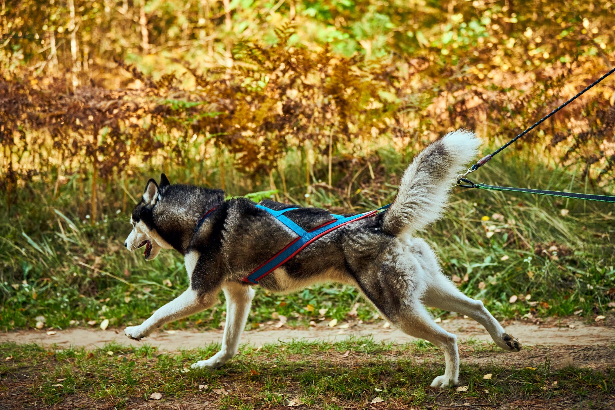 Cachorro de corrida: o Husky Siberiano é um ótimo candidato para o canicross
