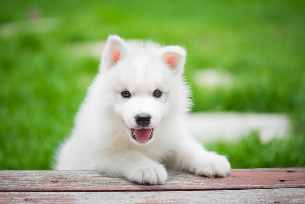 O Husky Siberiano filhote precisa de um acompanhamento médico regular desde os primeiros meses de vida