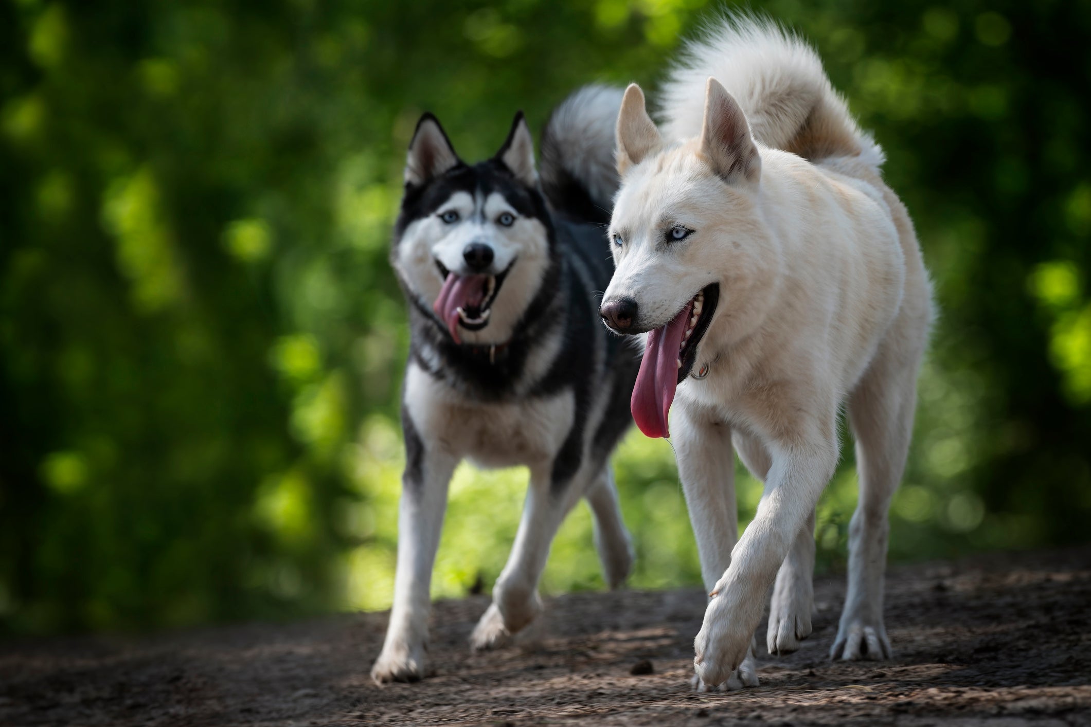 Husky Siberiano filhote: desde cedo o cachorrinho deve aprender a conviver com outras pessoas e animais