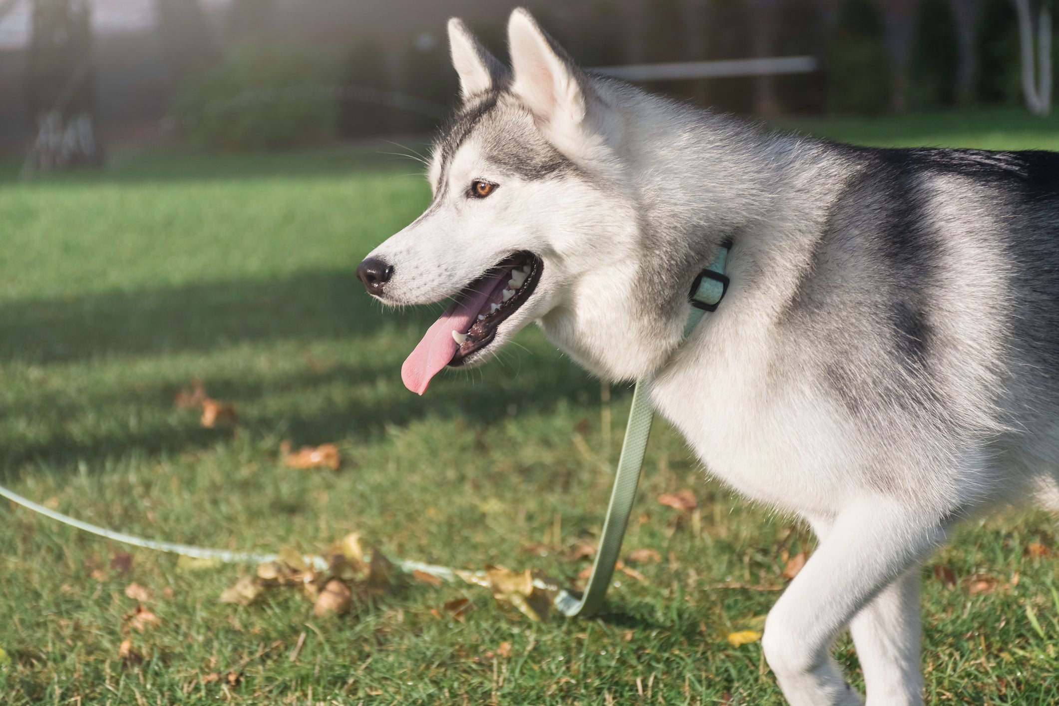 O Husky Siberiano adora praticar exercícios