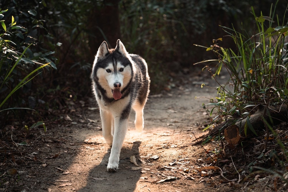 O Husky Siberiano demanda um alto nível de atividades físicas