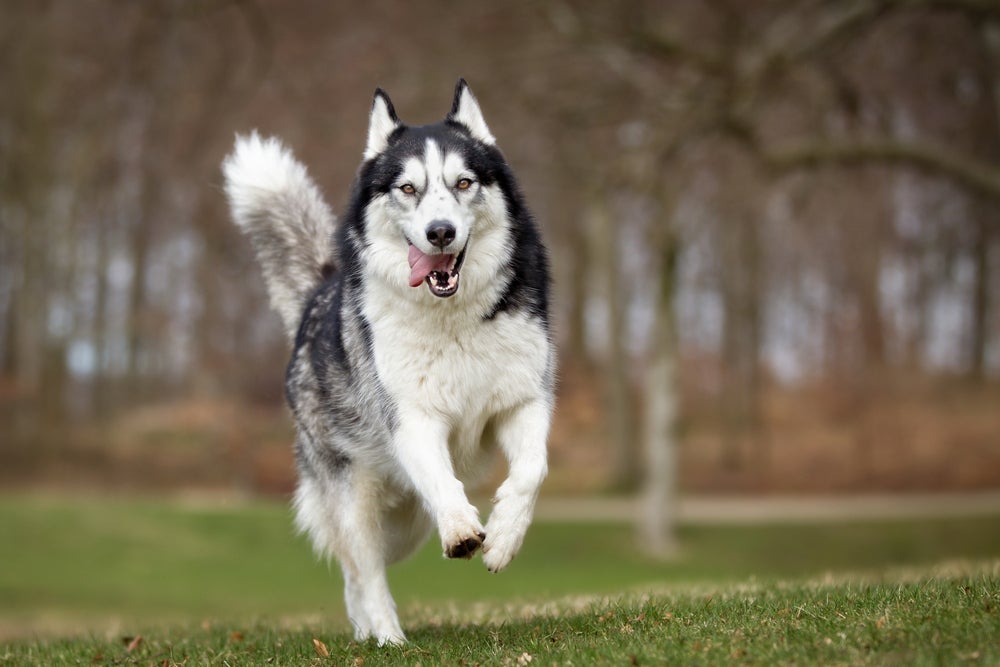 A raça Husky é independente, mas precisa de estímulos