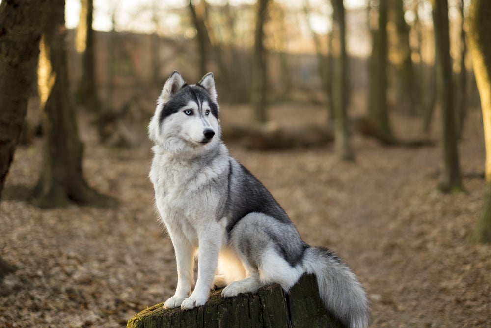 O Husky Siberiano pode se tornar um cachorro rabugento por ser bem teimoso quando quer