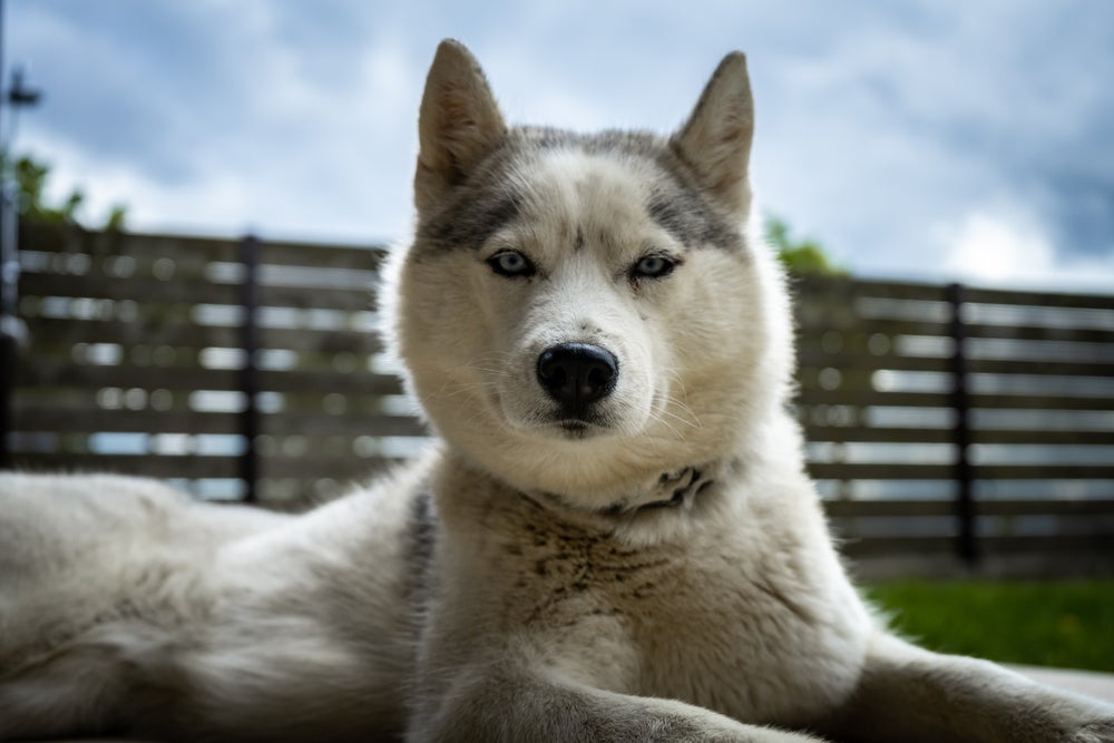 O Husky Siberiano tem cara de cachorro bravo, mas é super dócil com a família
