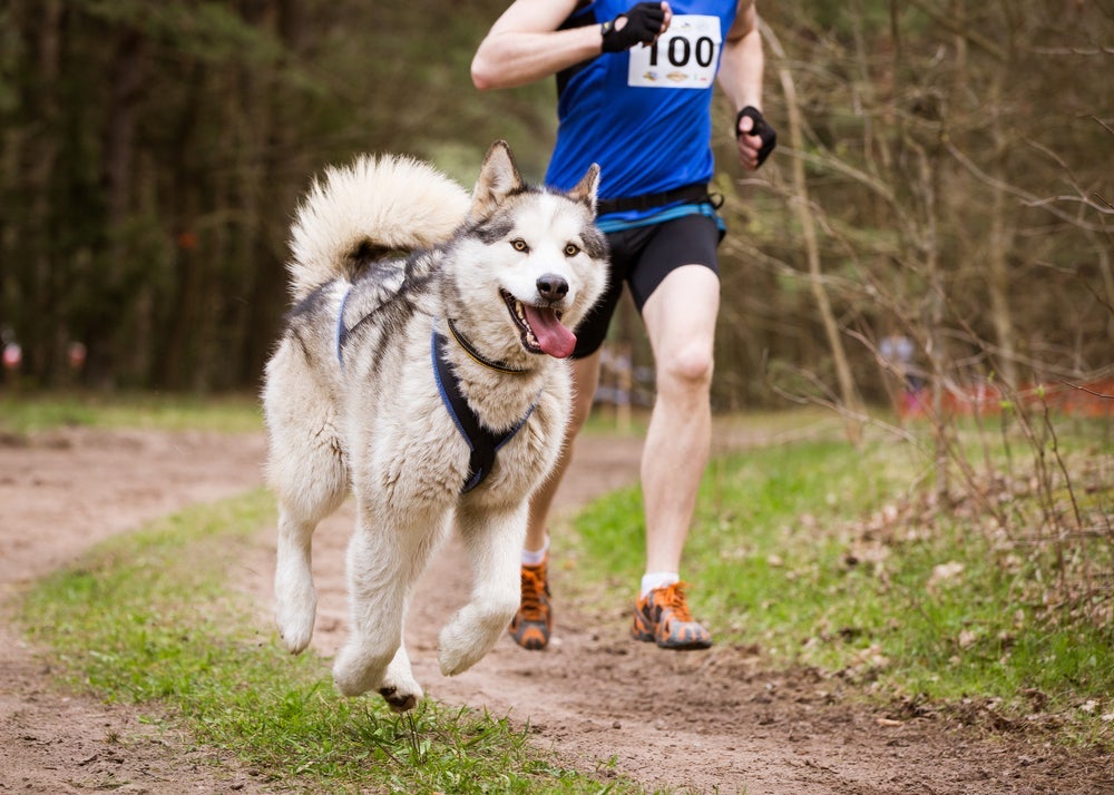 O Husky Siberiano tem energia para andar longas distâncias.
