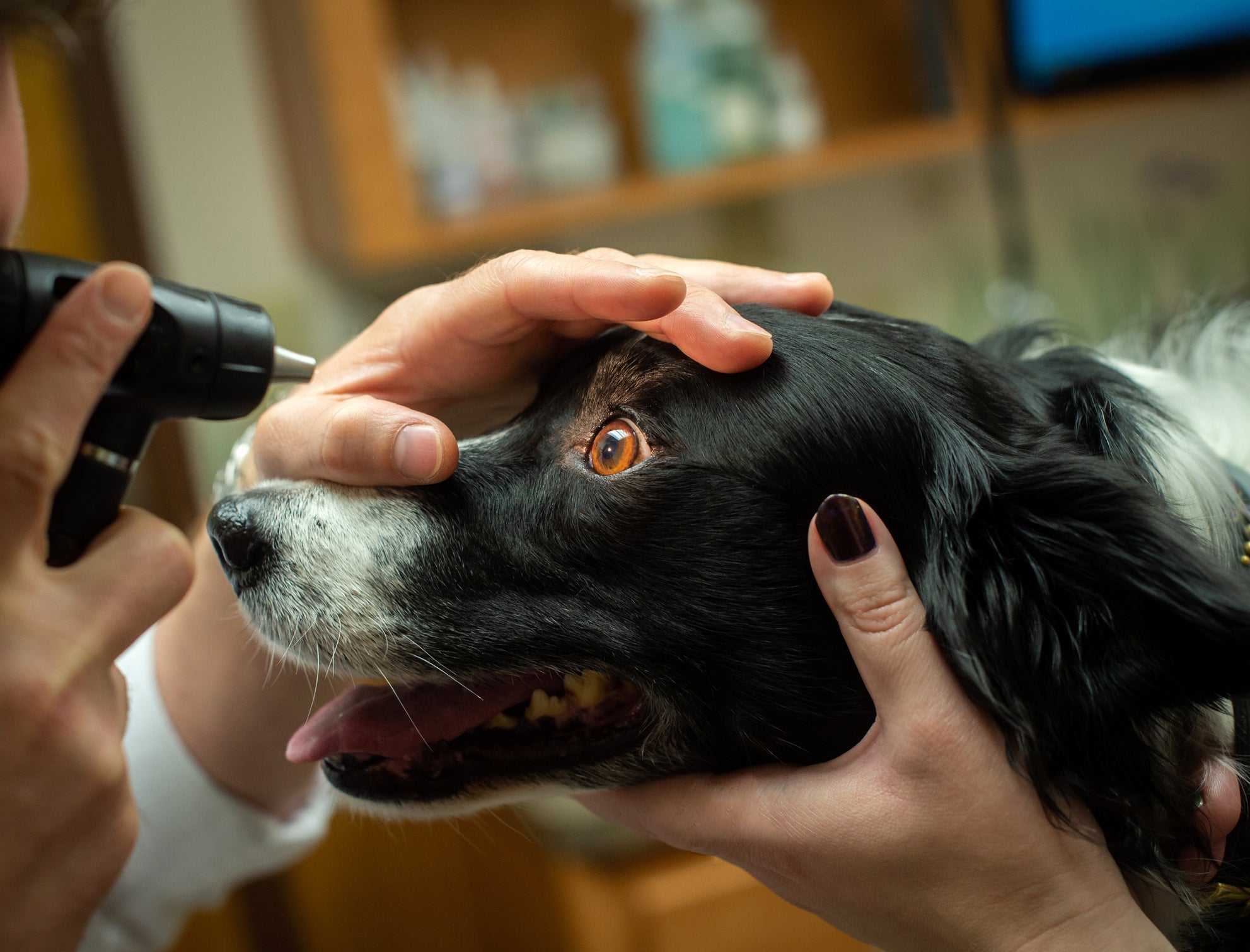 Icterí­cia em cães: a leptospirose é uma das causas do problema