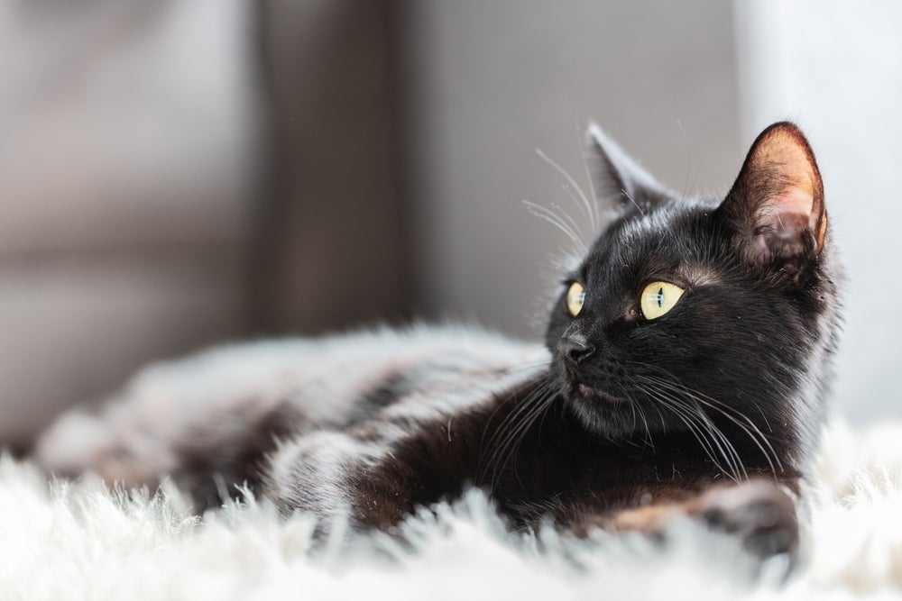 Icterícia: gato pode apresentar letargia, além das mucosas amareladas