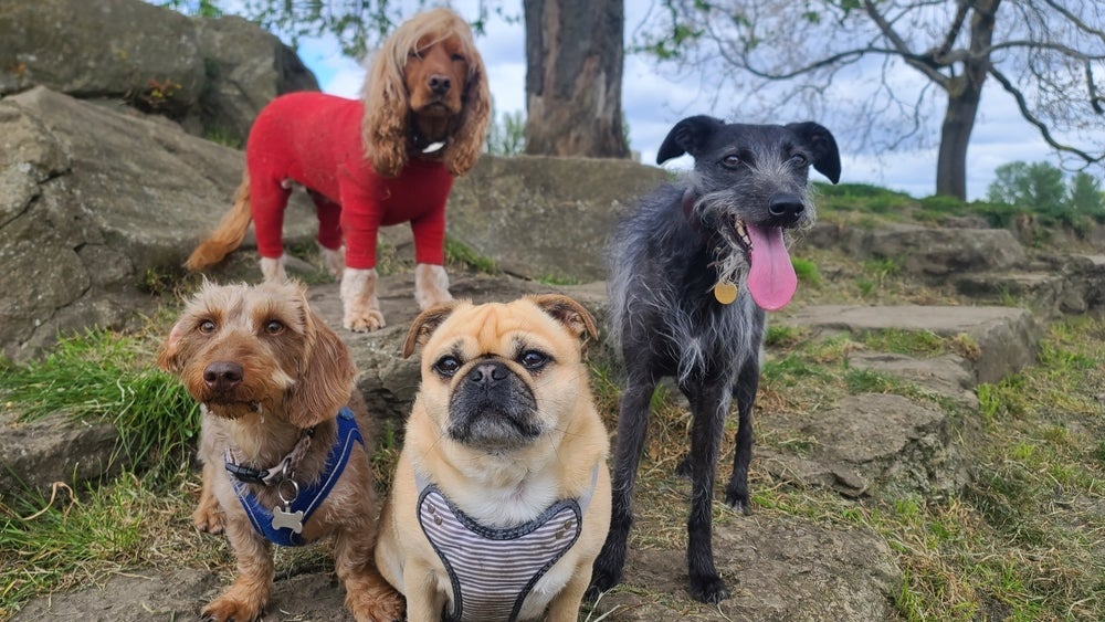 Idade de cachorro para humano muda conforme o porte