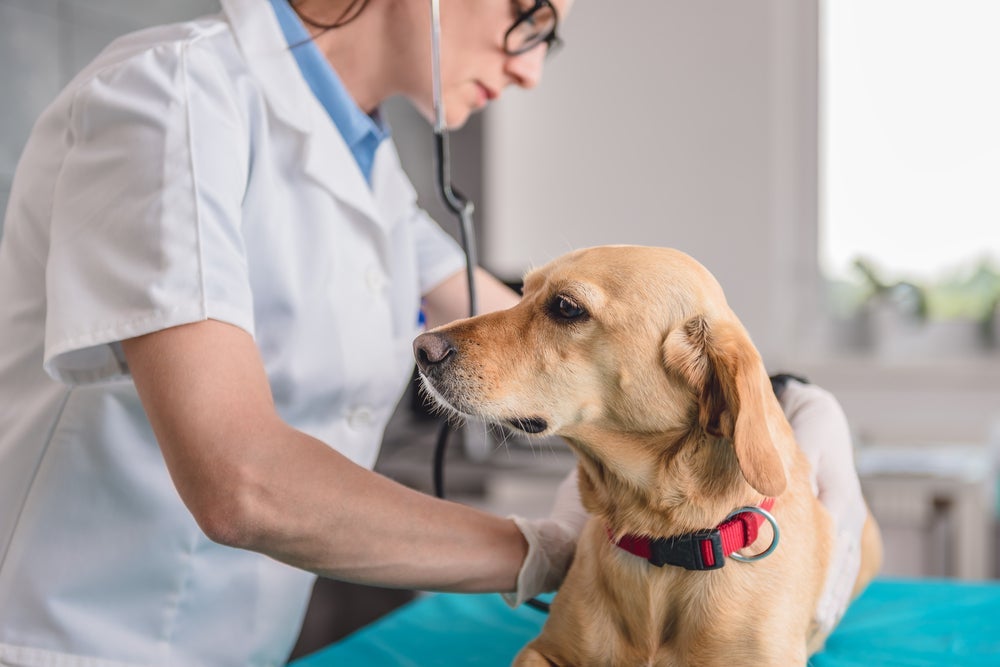 Consultas regulares com um veterinário são essenciais em qualquer idade do cachorro