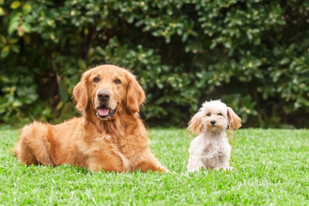A idade humana dos cachorros depende do porte do animal