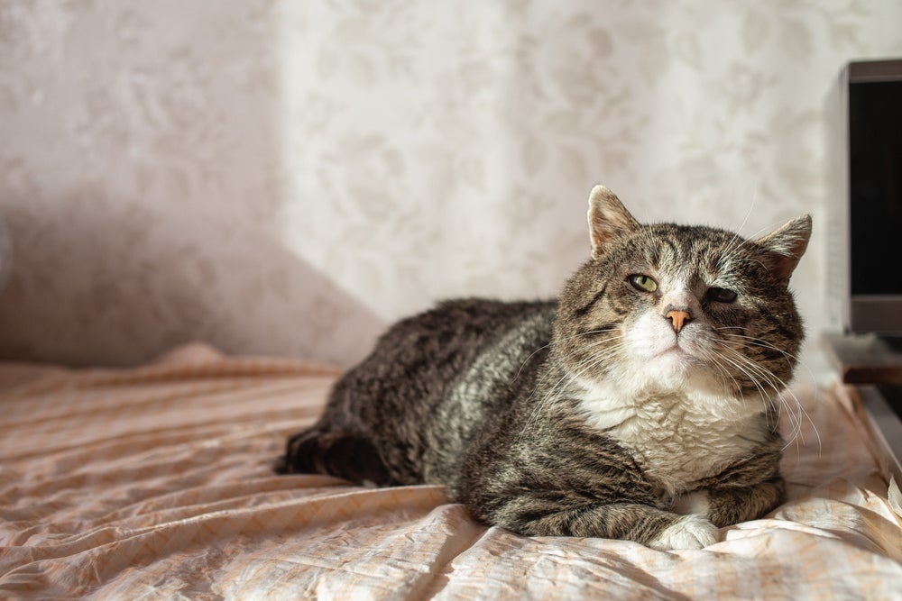 Na idade dos gatos, um felino de 8 anos já é considerado idoso