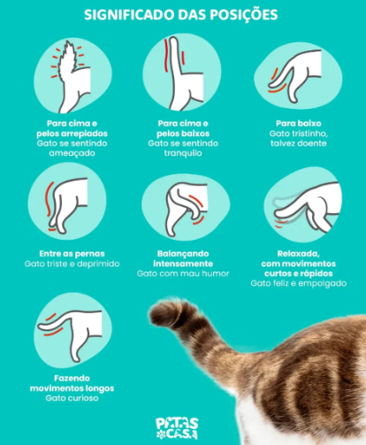 infográfico com ilustrações mostrando o significado da posição do rabo do gato
