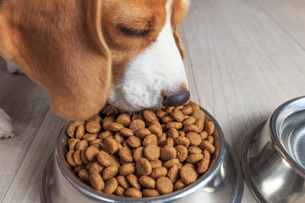 Como aumentar imunidade do cachorro: alimentação é uma das principais chaves para isso