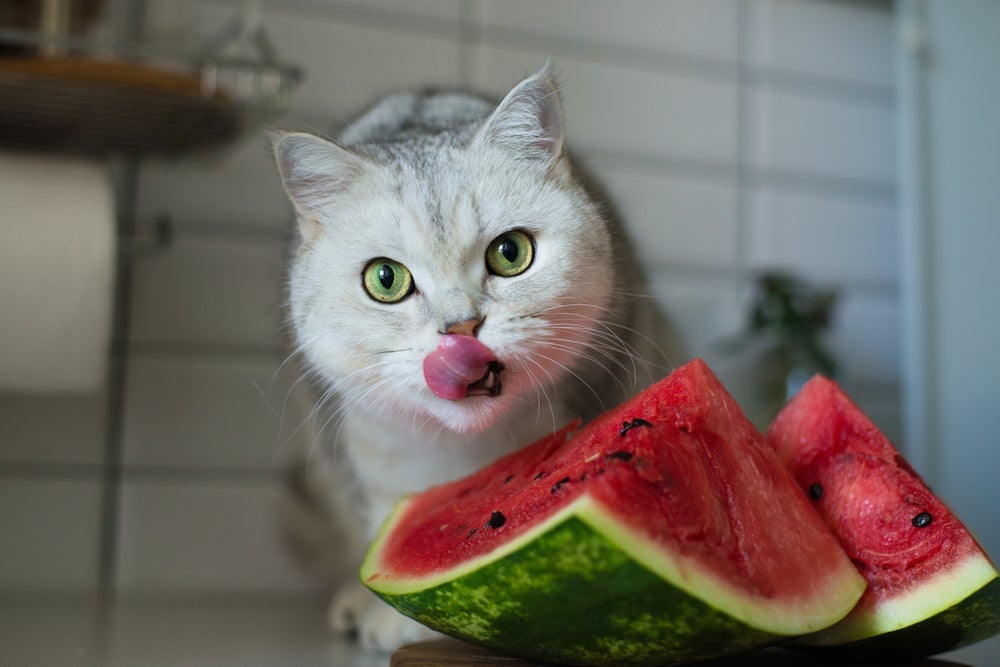 Aumentar imunidade dos gatos: a melancia é um dos alimentos que podem ajudar