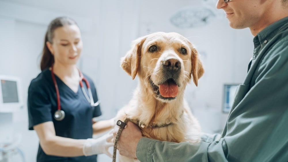 Para prevenir o infarto em cachorro, as visitas ao médico veterinário são essenciais