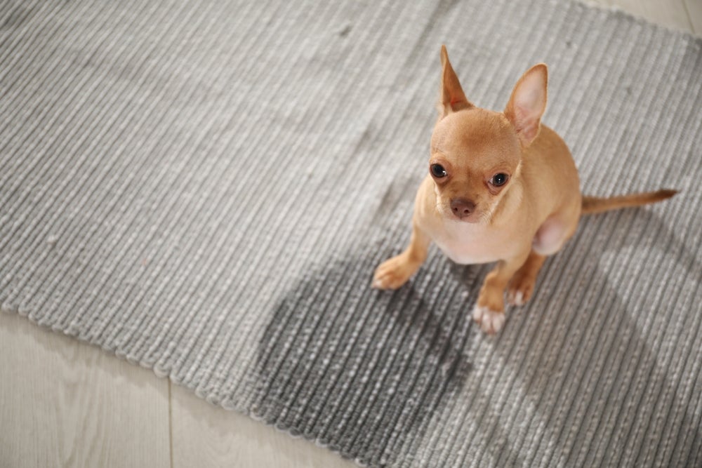 Infecção urinária canina: cachorro fazendo xixi no lugar errado pode ser um sintoma do problema