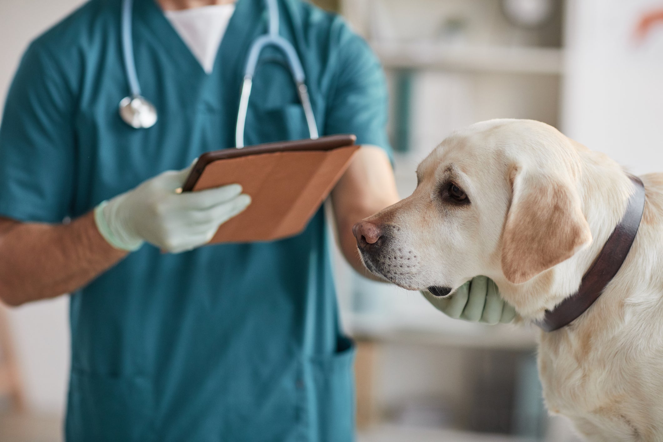 A quimioterapia em cães é um dos tratamentos mais usados para tratar o câncer