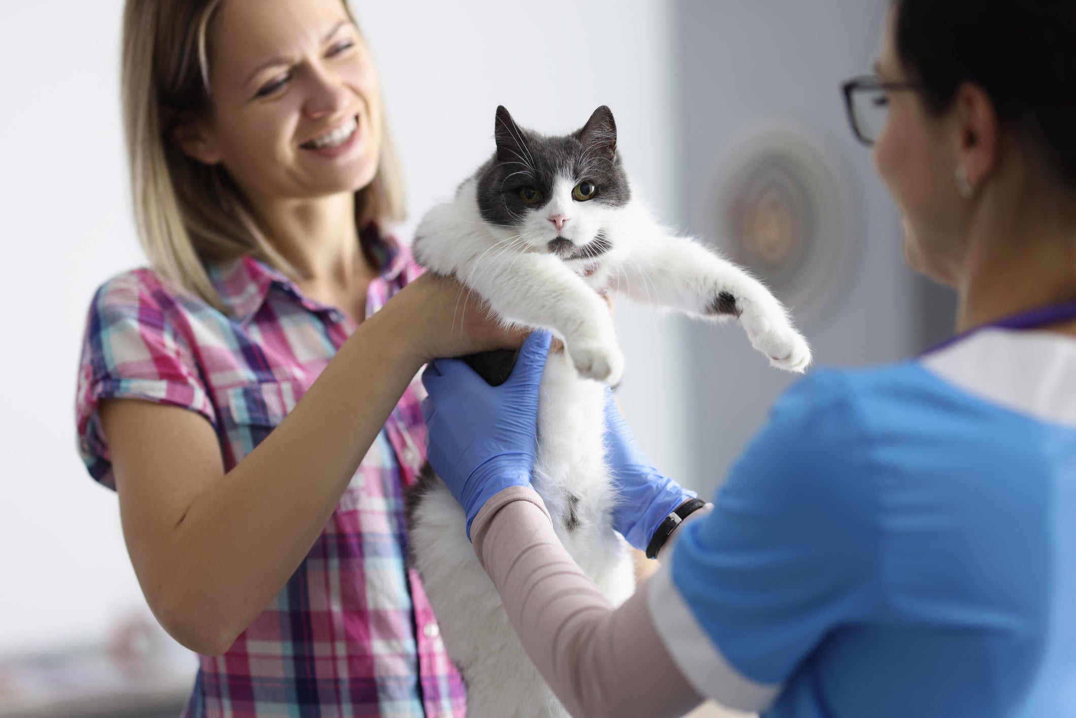 Para tratar a infecção urinária em gatos, remédio prescrito por veterinário pode ajudar