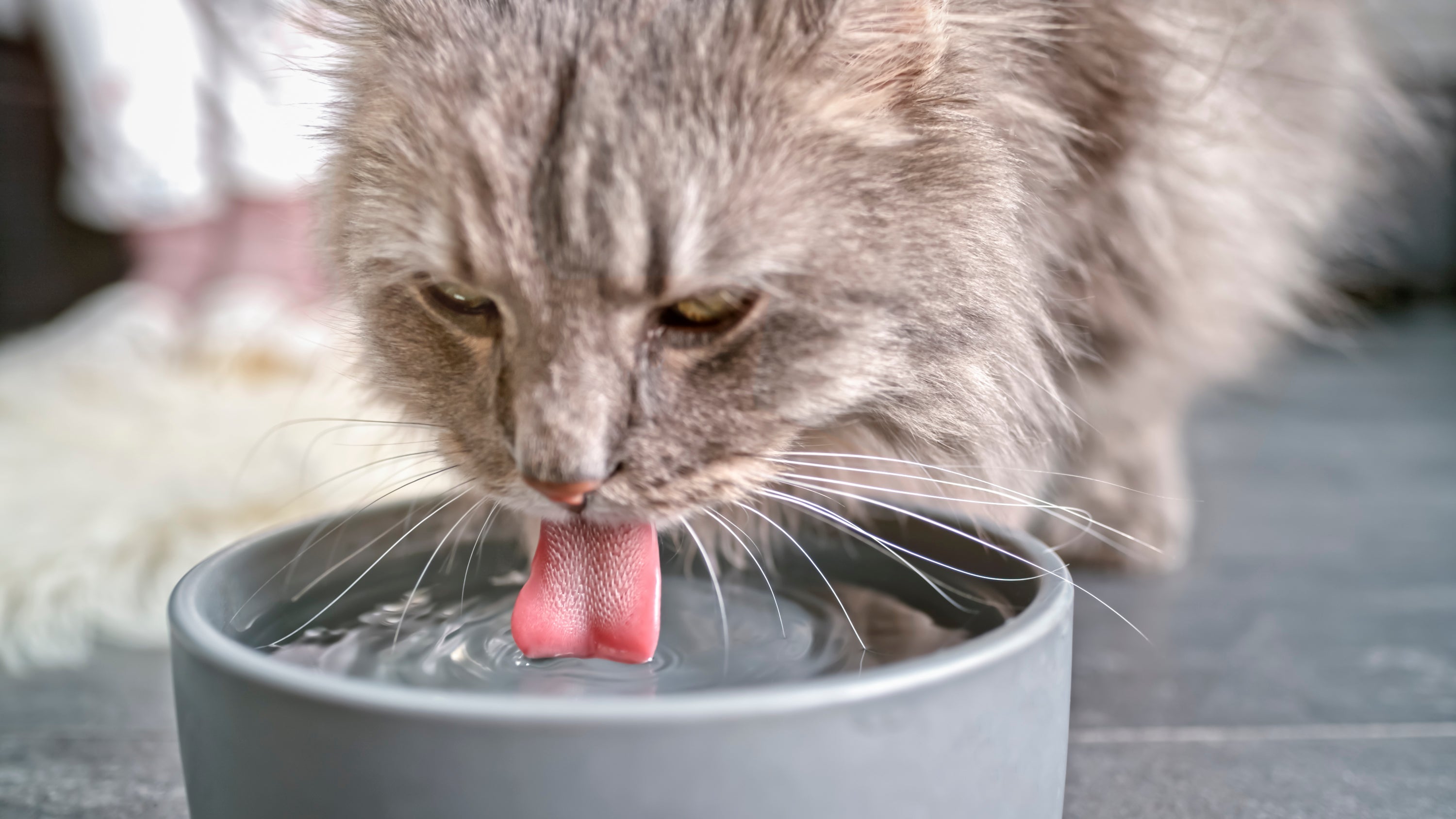 Infecção urinária: gatos bebendo água em excesso é um dos sintomas