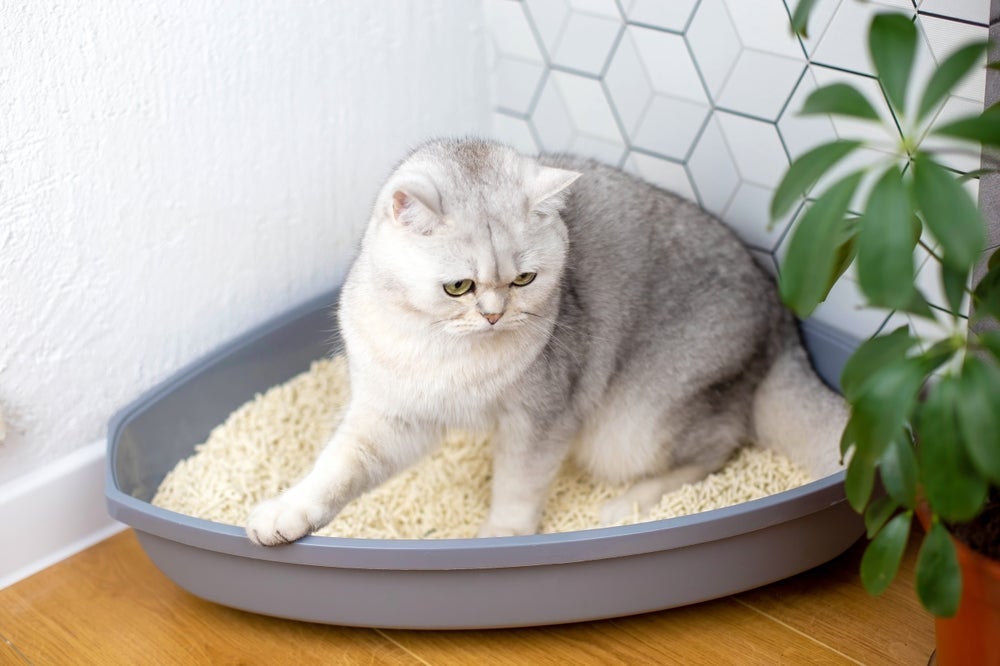 Sintomas de infecção urinária em gatos incluem mais idas ao banheiro