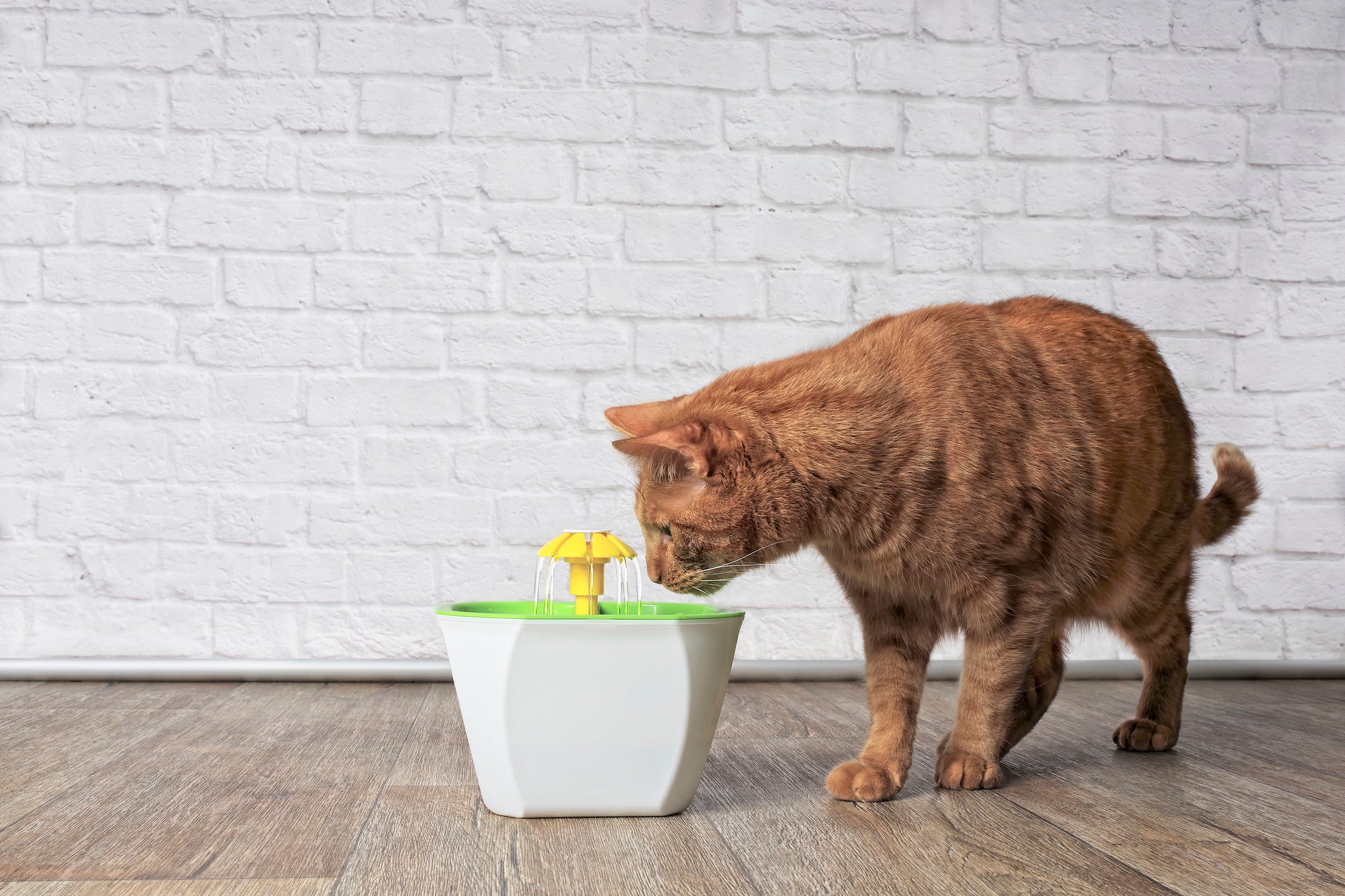 Gatos que gostam de beber água da torneira podem se adaptar aos bebedouros automáticos