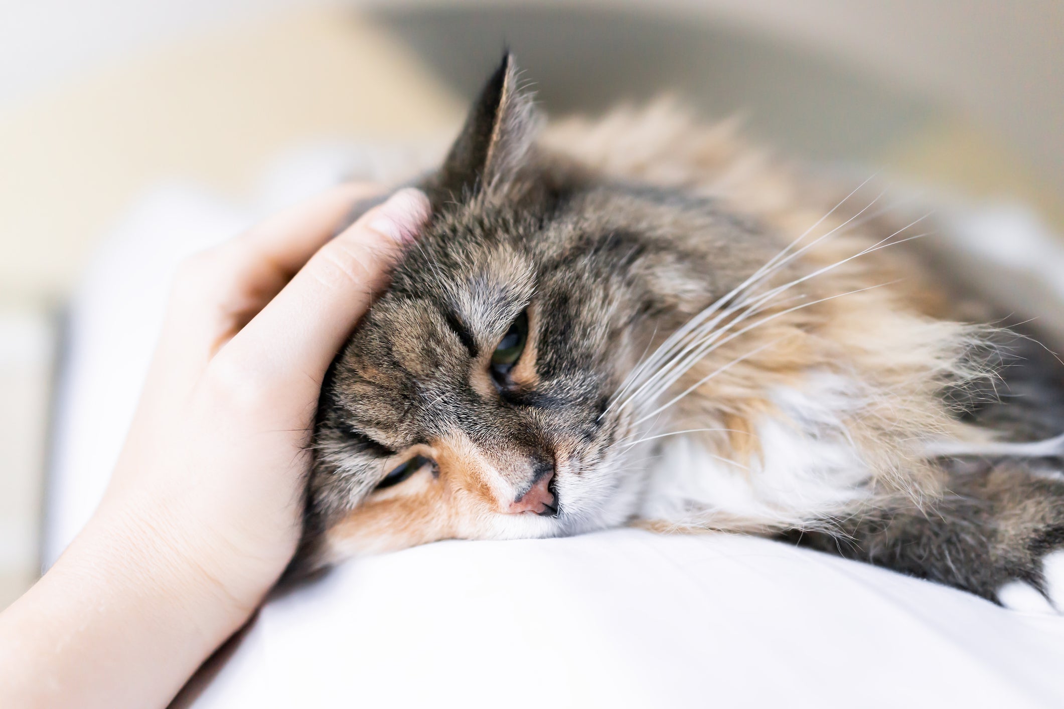 Saiba o que fazer caso desconfie que o seu gato está com infecção urinária
