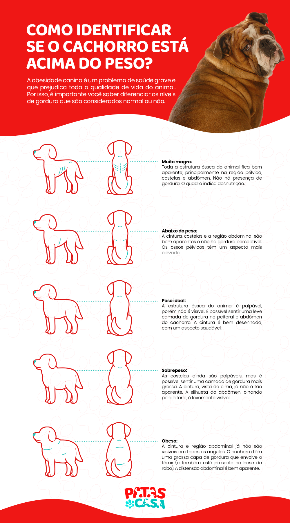 Descubra com essa tabela se você tem um cachorro obeso ou não